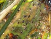 Jungspinnen der Brautgeschenk o. Raubspinne (Pisaura mirabilis)-L. Klasing