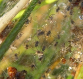 Jungspinnen der Brautgeschenk o. Raubspinne (Pisaura mirabilis)-L. Klasing