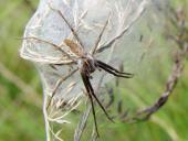 Brautgeschenk o. Raubspinne (Pisaura mirabilis) bei ihrem Kokon.-L. Klasing