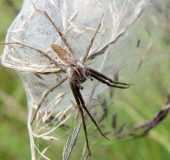 Brautgeschenk o. Raubspinne (Pisaura mirabilis) bei ihrem Kokon.-L. Klasing