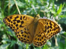 Kaisermantel weiblich (Argynnis paphia) L. Klasing