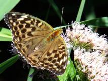 Kaisermantel weiblich (Argynnis paphia) L. Klasing