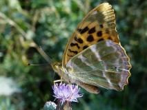 Kaisermantel weiblich (Argynnis paphia) L. Klasing