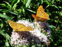 Kaisermantel weiblich u. männlich (Argynnis paphia) L. Klasing