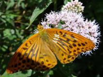 Kaisermantel männlich (Argynnis paphia) L. Klasing