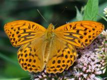 Kaisermantel männlich (Argynnis paphia) L. Klasing