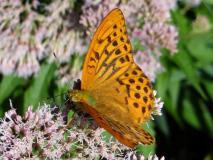 Kaisermantel männlich (Argynnis paphia) L. Klasing