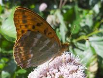 Kaisermantel männlich (Argynnis paphia) L. Klasing