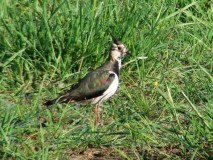 Kiebitz-Vanellus-vanellus-L.-Klasing