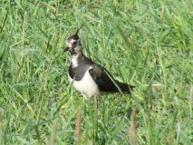 Kiebitz-Vanellus-vanellus-L.-Klasing