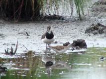 Kiebitz-Vanellus-vanellus-u.-Bruchwasserlaeufer-Tringa-glareola-L.-Klasing