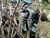 Kleinspecht (Dryobates minor) L. Klasing