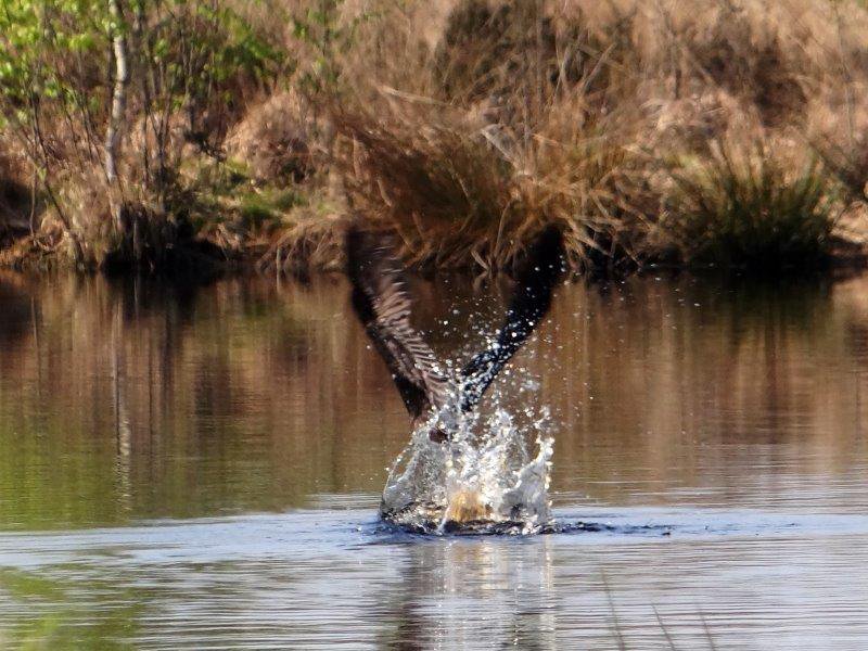 002-Kormoran-Phalacrocorax-carbo-L. Klasing