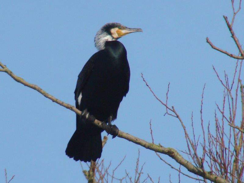 003-Kormoran-Phalacrocorax-carbo.-L. Klasing