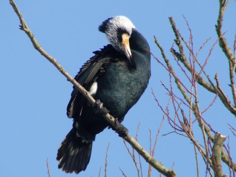 004-Kormoran-(Phalacrocorax-carbo)-L. Klasing