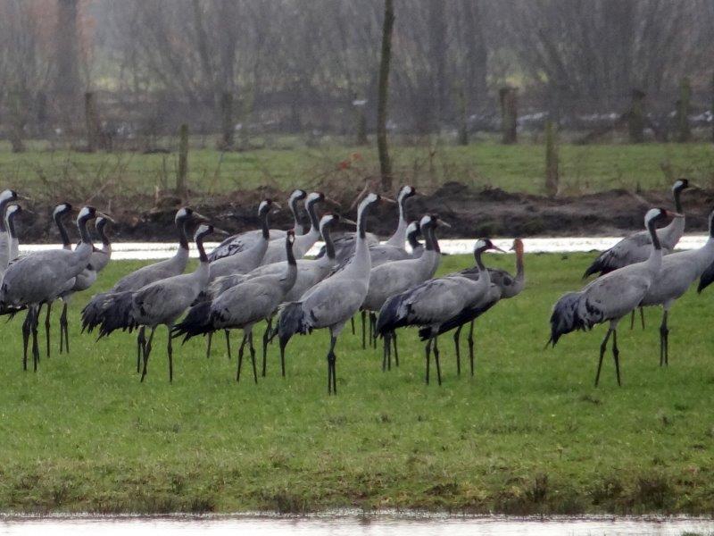 003-Venn-Kranich-Grus-grus-L.-Klasing-