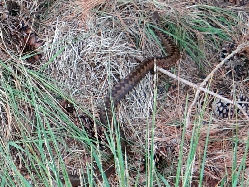 Kreuzotter (Vipera berus) L. Klasing