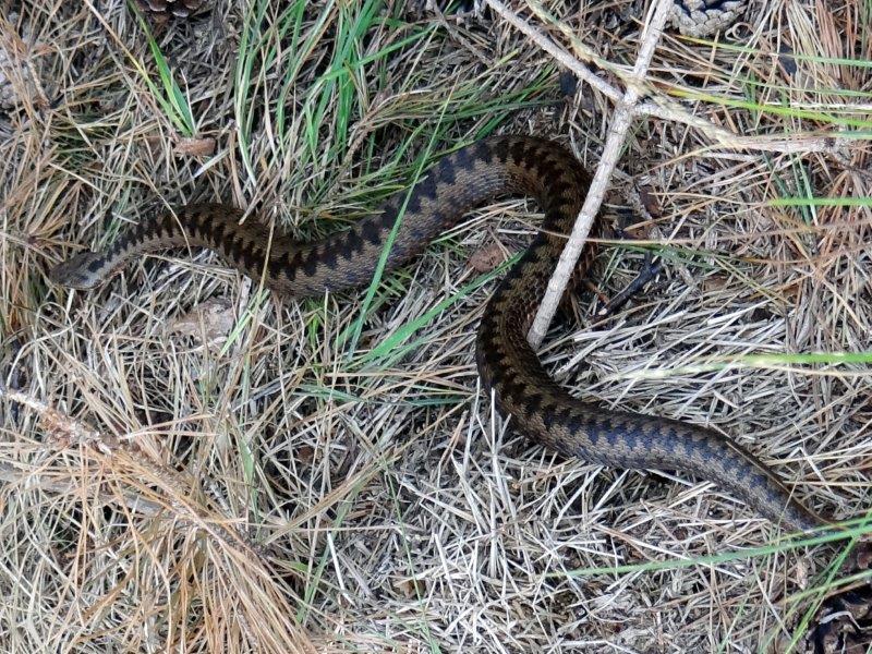 Kreuzotter (Vipera berus) L. Klasing