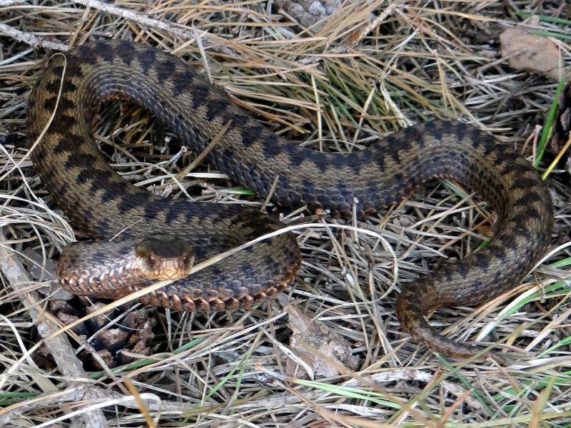 Kreuzotter (Vipera berus) L. Klasing