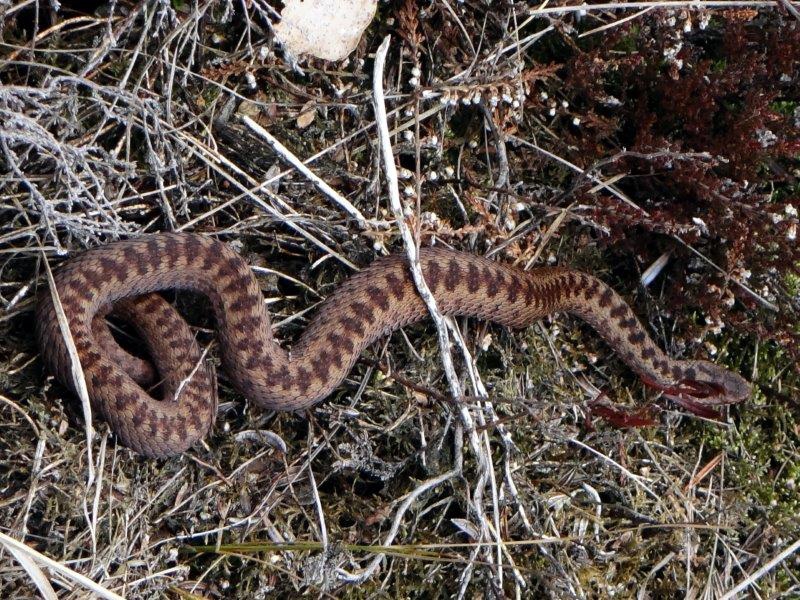 Kreuzotter (Vipera berus) L. Klasing