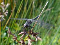 Schwarze Heidelibelle Männchen (Sympetrum danae) L. Klasing