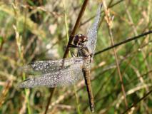 Schwarze Heidelibelle Weibchen (Sympetrum dannae) L. Klasing