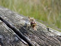 Schwarze Heidelibelle Weibchen (Sympetrum dannae) L. Klasing