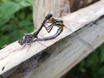 Paarung, Schwarze Heidelibelle  (Sympetrum danae) L. Klasing