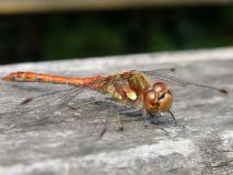 Große Heidelibelle Männchen (Sympetrum striolatum) L. Klasing