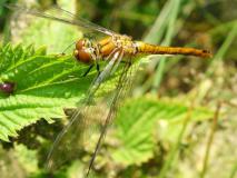 Große Heidelibelle Weibchen (Sympetrum striolatum) L. Klasing