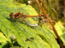 Paarung: Große Heidelibelle  (Sympetrum striolatum) L. Klasing