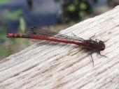 Frühe-Adonislibelle-Pyrrhosoma-nymphula-L.-Klasing