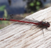 Frühe-Adonislibelle-Pyrrhosoma-nymphula-L.-Klasing