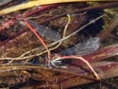 Eiablage-Frühe Adonislibelle (Pyrrhosoma nymphula)Adonislibelle-L.-Klasing