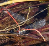 Eiablage-Frühe Adonislibelle (Pyrrhosoma nymphula)Adonislibelle-L.-Klasing