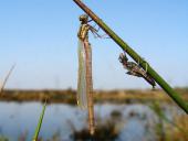 Geschlüpft-Frühe-Adonislibelle-Pyrrhosoma-nymphula-L.-Klasing-