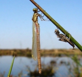 Geschlüpft-Frühe-Adonislibelle-Pyrrhosoma-nymphula-L.-Klasing-