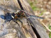 Nordische-Moosjungfer-m.-Leucorrhinia-rubicunda-L.-Klasing-