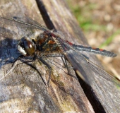 Nordische-Moosjungfer-m.-Leucorrhinia-rubicunda-L.-Klasing-