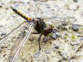 Nordische-Moosjungfer-w.Leucorrhinia-rubicunda-L.-Klasing-