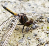 Nordische-Moosjungfer-w.Leucorrhinia-rubicunda-L.-Klasing-