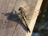 0Nordische-Moosjungfer-w.-Leucorrhinia-rubicunda-L.-Klasing-