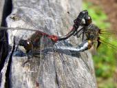 Paarung-Nordische-Moosjungfer-Leucorrhinia-rubicunda-L.-Klasing-