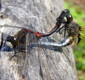 Paarung-Nordische-Moosjungfer-Leucorrhinia-rubicunda-L.-Klasing-