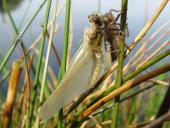 Vierflecklibelle-Libellula-quadrimaculata-L.-Klasing-