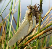 Vierflecklibelle-Libellula-quadrimaculata-L.-Klasing-