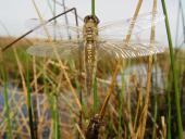 Trocknen-der-Flügel-Vierflecklibelle-Libellula-quadrimaculata-L.-Klasing-