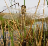 Trocknen-der-Flügel-Vierflecklibelle-Libellula-quadrimaculata-L.-Klasing-