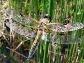 Vierflecklibelle-Libellula-quadrimaculata-L.-Klasing-