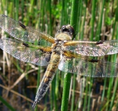 Vierflecklibelle-Libellula-quadrimaculata-L.-Klasing-